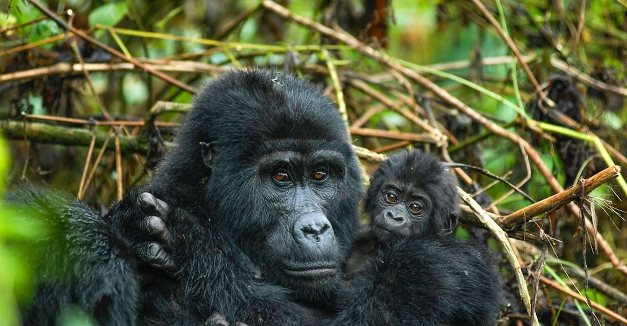 3 giorni di gorilla trekking in uganda - Housity