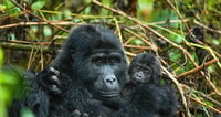 3 Days Gorilla Trekking in Uganda - Housity