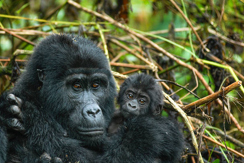 Excursión de 3 días a los gorilas en Uganda