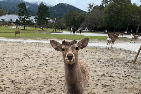 Vanuit Osaka/Kyoto: privétour Kyoto-NaraVanuit Osaka/Kyoto: privétour Kyoto~Nara dagtrip