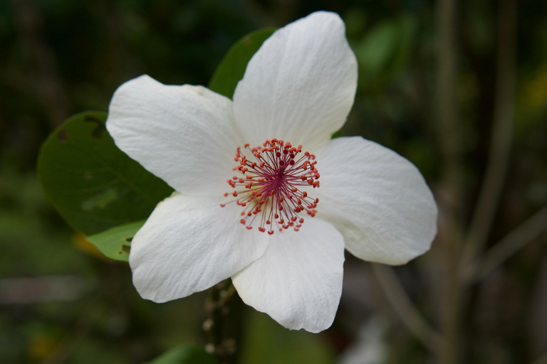 Oahu: Wycieczka prywatna Waikiki - Pełny krąg wysp - Możliwość dostosowania