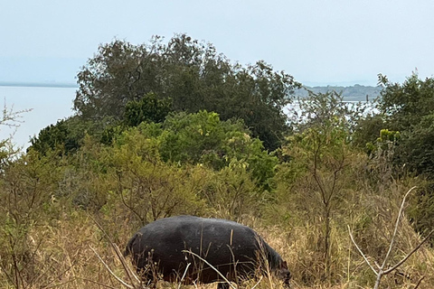 From Kigali: 1 Day Akagera Safari &amp; Boat Ride. All inclusive