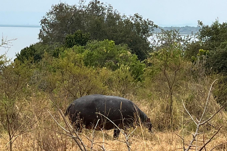 Desde Kigali: Safari y paseo en barco de 1 día por Akagera. Todo incluido