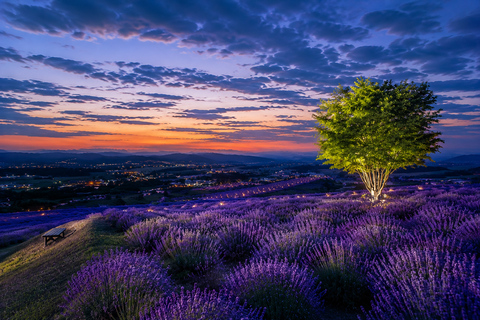 Furano: Summer Night Romantic Lavender Field Illumination
