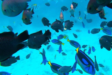 Zanzibar: Mnemba Dolphin, Jozani Forest & Turtle Sanctuary Private Tour without Hotel transfer