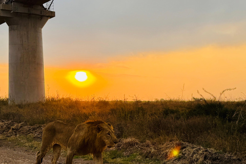Nairobi Park Safari, Sheldrick's Orphanage & Giraffe Center Shared Drive in Open-Roof Van Game Drive
