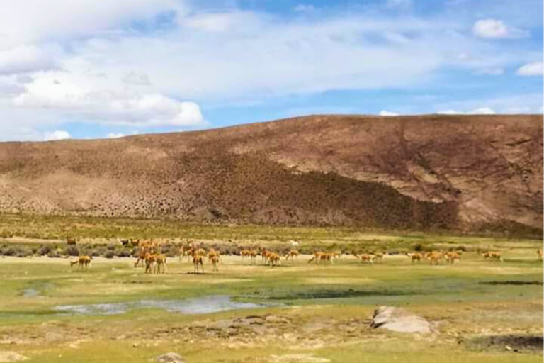 From Uyuni: 2 Day Salt Flats and Hot Springs Tour