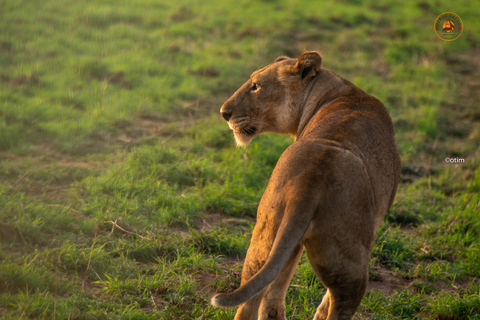 Safari salvaje y de primates de 10 días por Uganda.