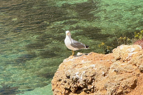 Tour privado de Lisboa al Algarve, Cueva de Benagil, Faro, Portimão