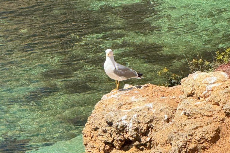 Private Tour von Lissabon an die Algarve, Benagil-Höhle, Faro, Portimão