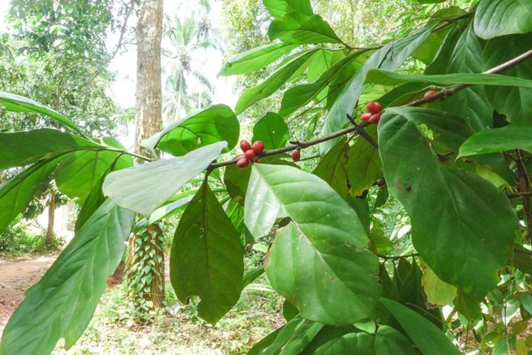 JOZANI FOREST NATIONAL PARK AND SPICE FARM