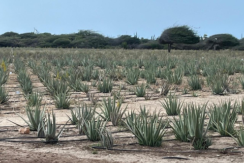 Aruba: Excursión guiada de exploración de la campiñaAruba: Excursión por el campo