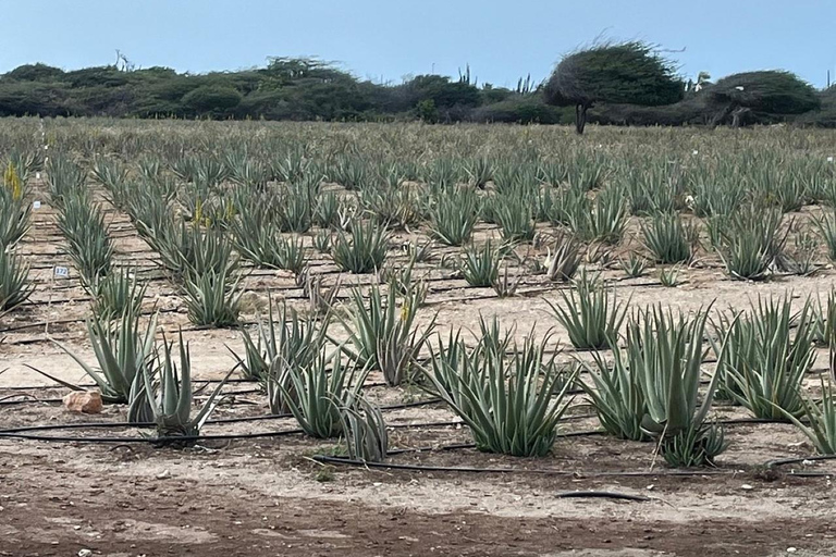 Aruba: Guided Countryside Exploration Tour Aruba: Countryside Exploration Tour