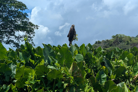 مدينة بنما: رحلة نهارية إلى جزيرة القرود وقناة بنما لمشاهدة IMAX