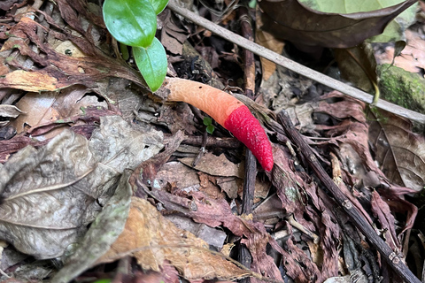 Sensory Botanical Experience in Paraty