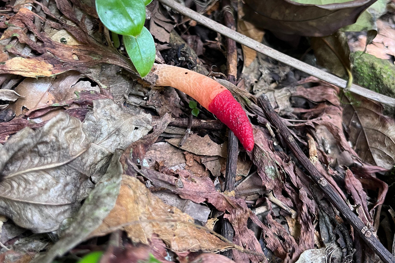 Sensory Botanical Experience in Paraty
