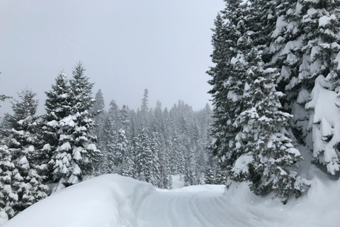 Canmore/ Banff: Snowmobile Riding Adventure in Golden Town