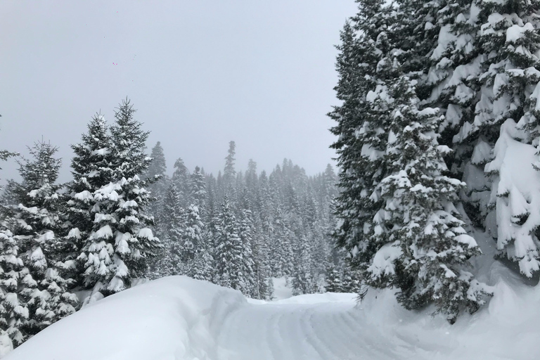 Canmore/ Banff: Snowmobile Riding Adventure in Golden Town