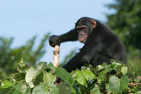 Uganda: 5-Day Chimpanzee & Gorilla Trekking Safari Adventure Per Person Sharing Rate for Six