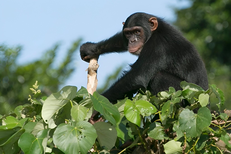 Uganda: 5-Day Chimpanzee & Gorilla Trekking Safari Adventure Per Person Sharing Rate for Six