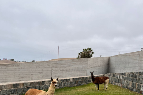 Lima: Private Tour of Barranco, La Herradura, and the Pachacámac Sanctuary