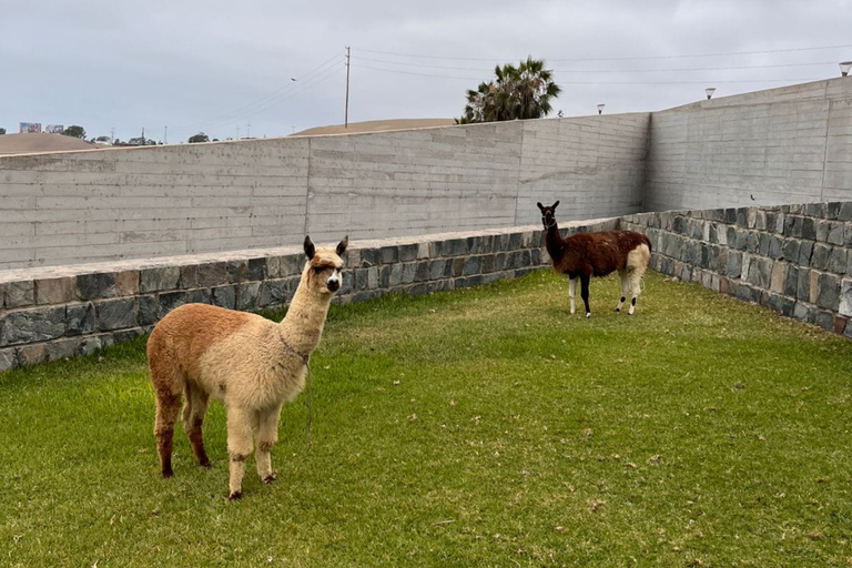 Lima: Private Tour of Barranco, La Herradura, and the Pachacámac Sanctuary