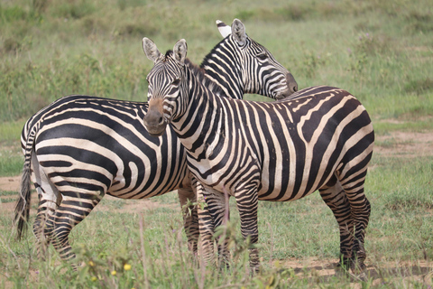 Kenia: 5-daagse roadtrip naar het Victoriameer vanuit Nairobi