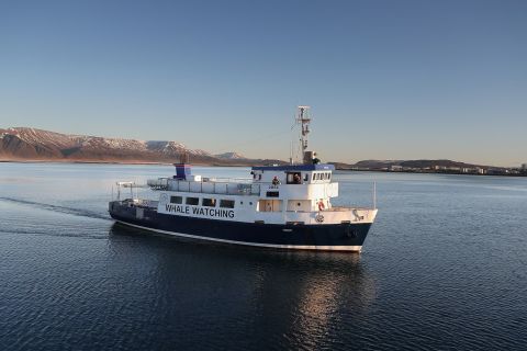 Fra Reykjavik: Bådtur med hvalsafari og marineliv