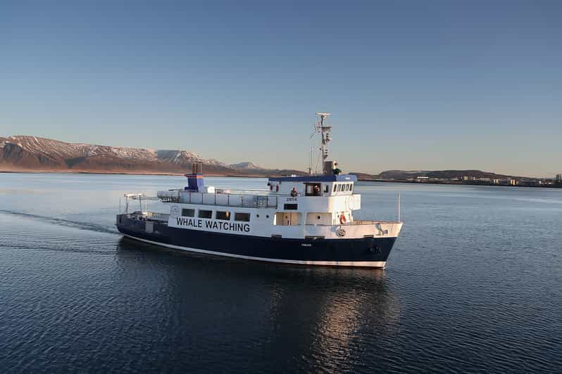 Reykjavík: Whale Watching and Marine Life Cruise
