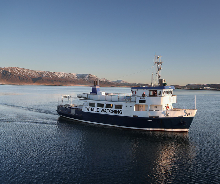 Reykjavík: Whale Watching and Marine Life Cruise
