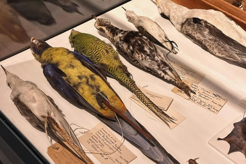 Hobart: MONA, Salamanca Place, Zoo, and Mt Wellington Tour