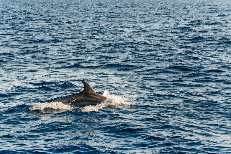 Majorque : croisière à l’aube avec observation de dauphins
