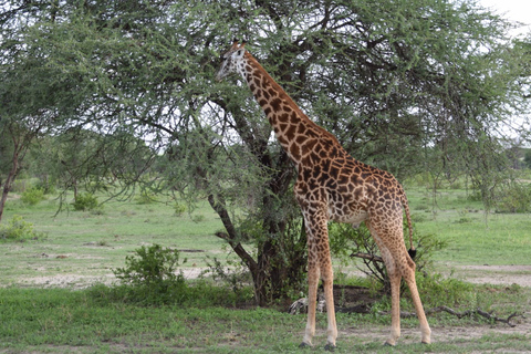 3 Días y 2 Noches en el Grupo Maasai Mara