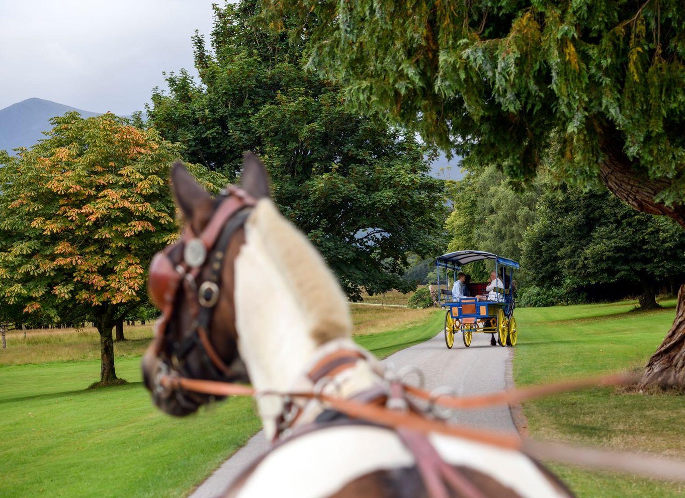 Killarney: 1-times tur med hestevogn i Jaunting Car