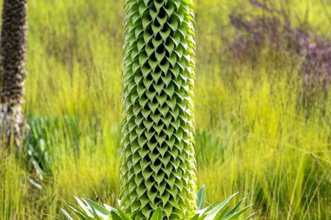 Kisumu: Kakamega Forest guided day tour