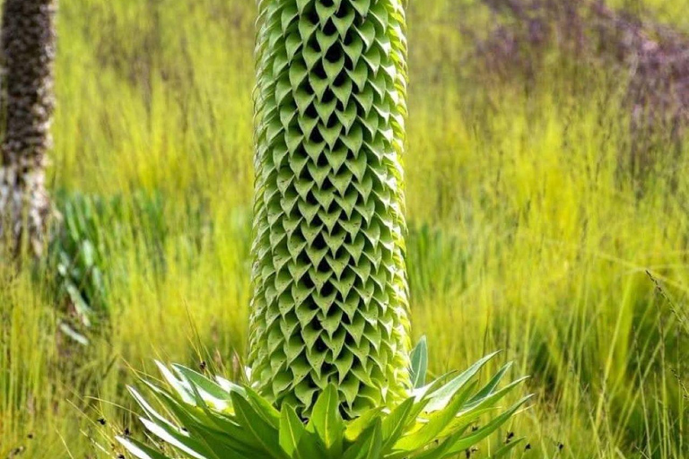 Kisumu: Kakamega Forest guided day tour