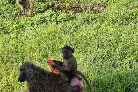 From Entebbe: 3-Days Uganda wildlife &chimpanzee trek Safari