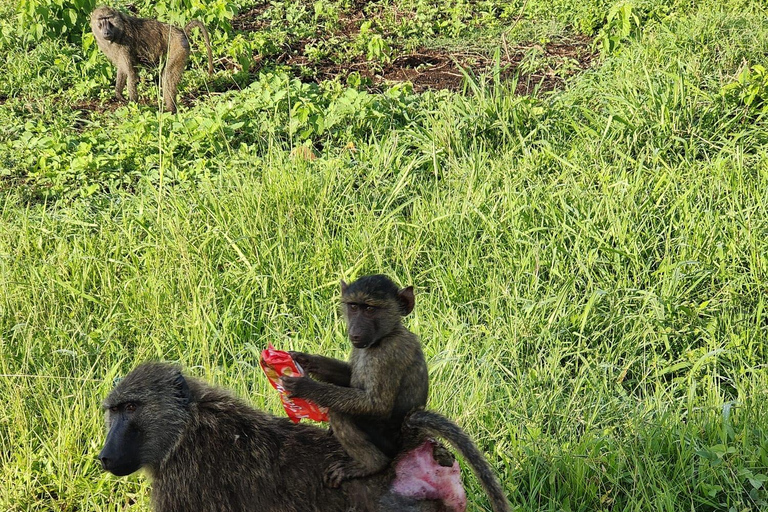From Entebbe: 3-Days Uganda wildlife &chimpanzee trek Safari