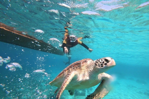 Gili islands :Shared snorkeling trip Gili islands : Shared snorkeling tour