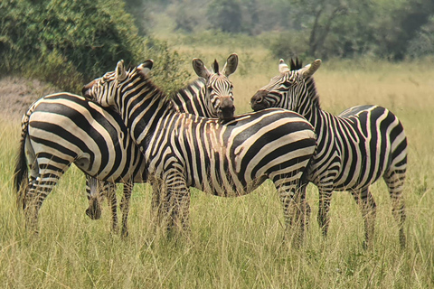 SAFÁRI DE VIDA SELVAGEM DE 9 DIAS EM UGANDA