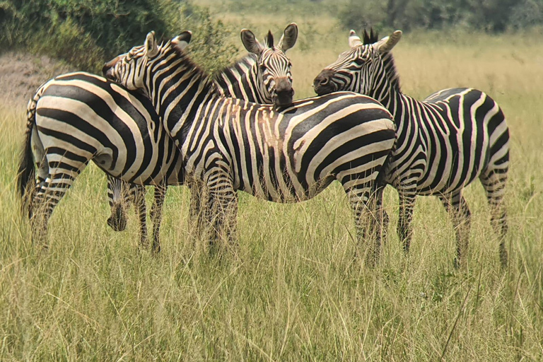 SAFÁRI DE VIDA SELVAGEM DE 9 DIAS EM UGANDA