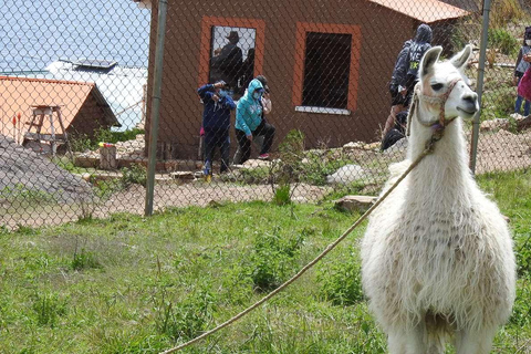 Da La Paz: Escursione di un giorno al Lago Titicaca e all&#039;Isola del Sole