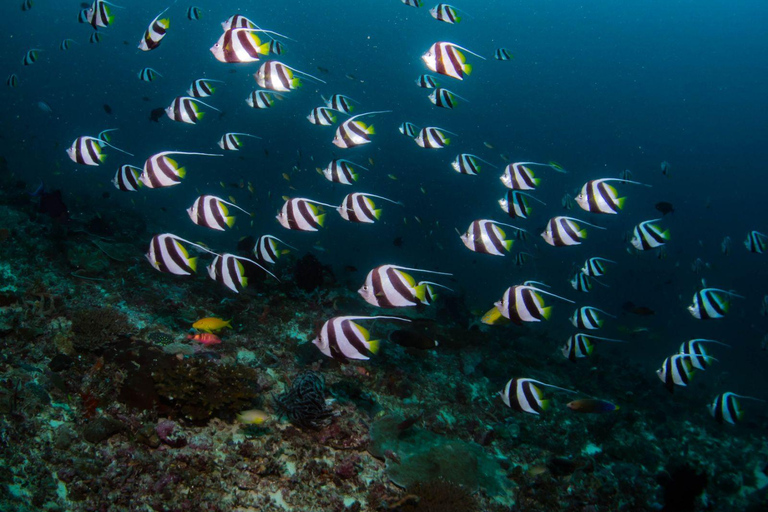 Scuba Diving in Boracay: SSI Advanced OW Certification