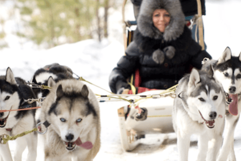 Riga: esperienza di slitta trainata da cani huskyRiga: Esperienza di slitta trainata da cani husky