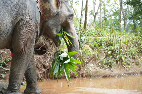 Khao Lak etiska elefantreservat övernattningsprogramRundresa med mötesplats