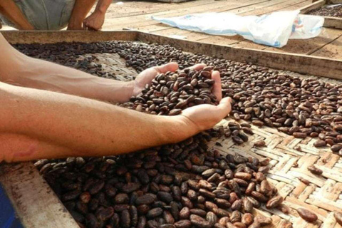 Ubud: Kakaoplantage erkunden, Schokolade herstellen und verkostenErkunden, Herstellen und Verkosten von Schokolade (Treffpunkt vor Ort)