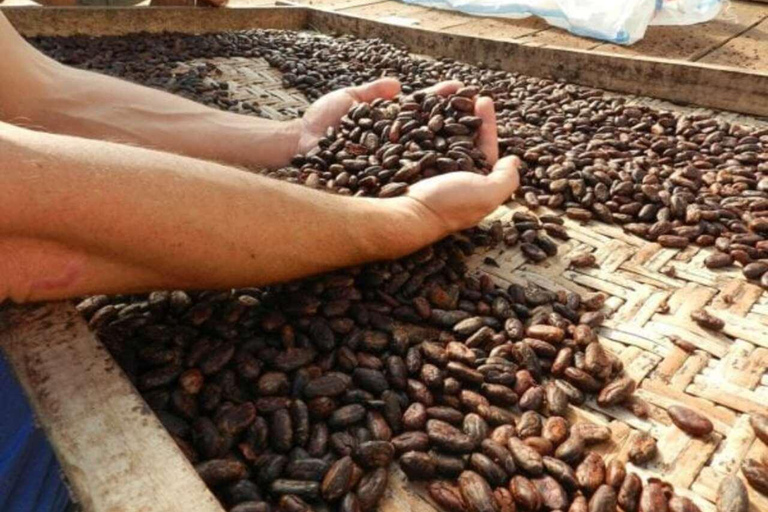 Ubud: Kakaoplantage erkunden, Schokolade herstellen und verkostenErkunden, Herstellen und Verkosten von Schokolade (Treffpunkt vor Ort)