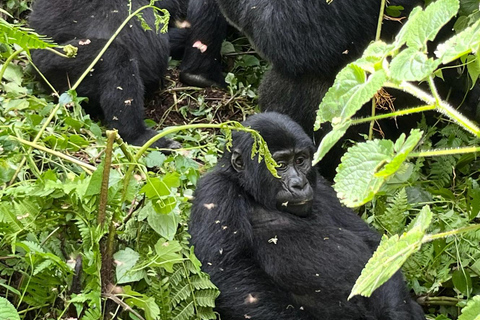 3 days Gorilla tracking in Bwindi Forest in Uganda