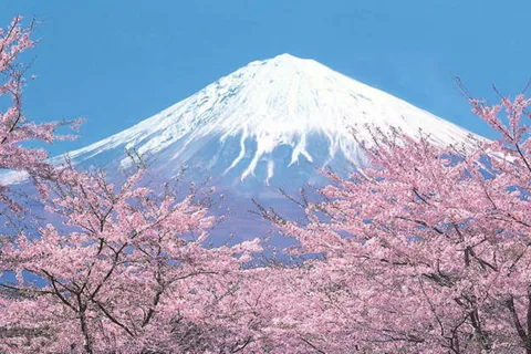 Servizio di trasferimento da Tokyo alla zona del Monte Fuji/Kawaguchiko