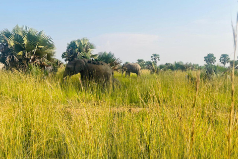 Uganda: 3-Day Murchison Falls & Kibale Chimpanzee Trekking